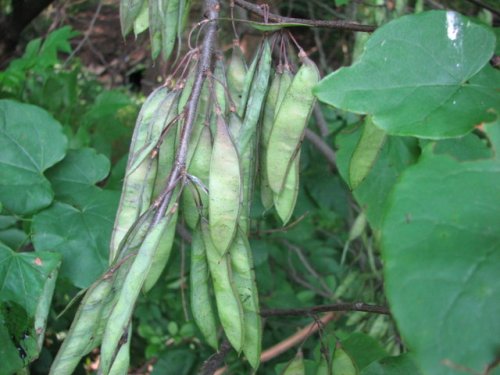 Redbud (Cercis canadensis)