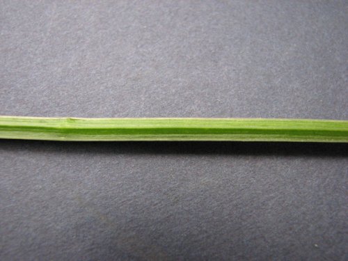 Maple Leaf Goosefoot (Chenopodium simplex)