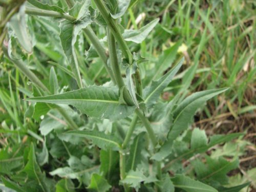 Chicory (Cichorium intybus)