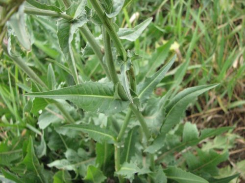 Chicory (Cichorium intybus)