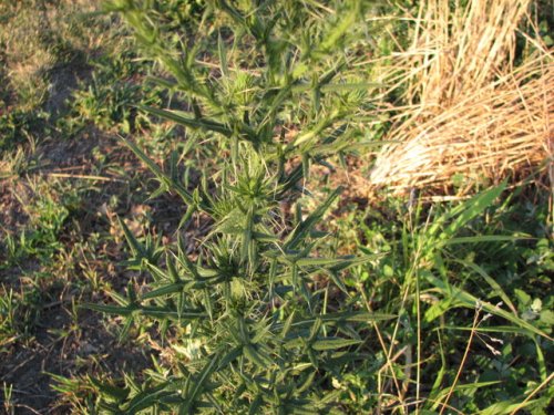 Bull Thistle (Cirsium vulgare)