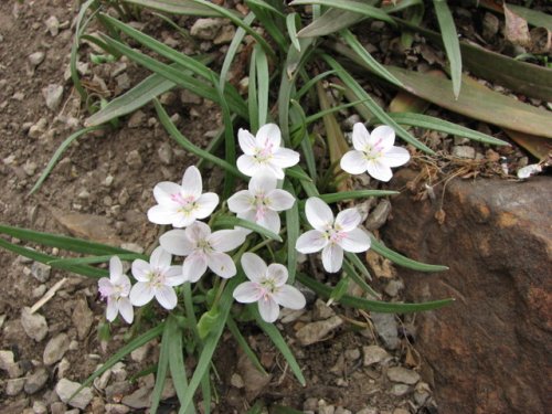 Spring Beauty (Claytonia virginica)