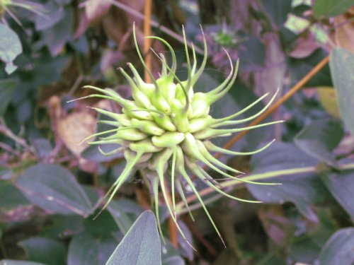 Pitcher's Leather Flower (Clematis pitcheri)