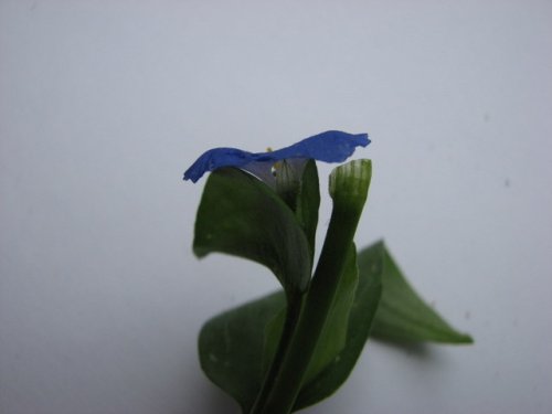 Asiatic Dayflower (Commelina communis)