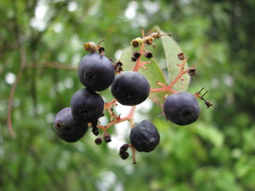 Swamp Dogwood (Cornus amomum)