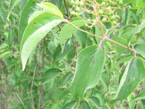 Rough-leaved Dogwood (Cornus drummondii)