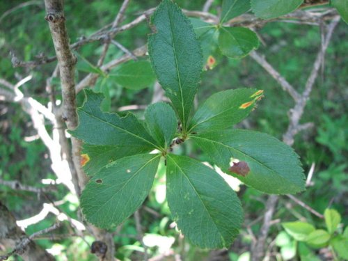 Cockspur Hawthorn (Crataegus crus-galli)