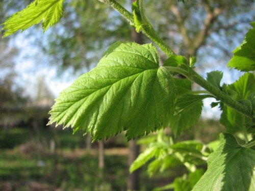 Downy Hawthorn (Crataegus mollis)