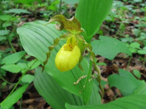 Yellow Lady's Slipper (Cypripedium pubescens)