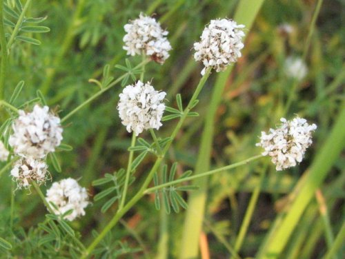 Roundhead Prairie Clover (Dalea multiflora)