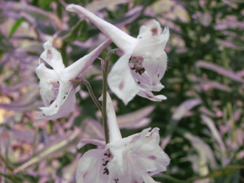 Plains Larkspur (Delphinium virescens)