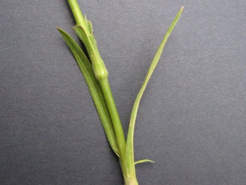 Deptford Pink (Dianthus armeria)