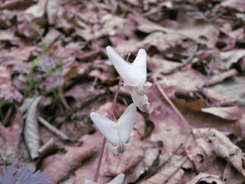 Dutchman's Breeches (Dicentra cucullaria)