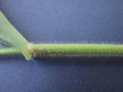 Deertongue Panicgrass (Dichanthelium clandestinum)