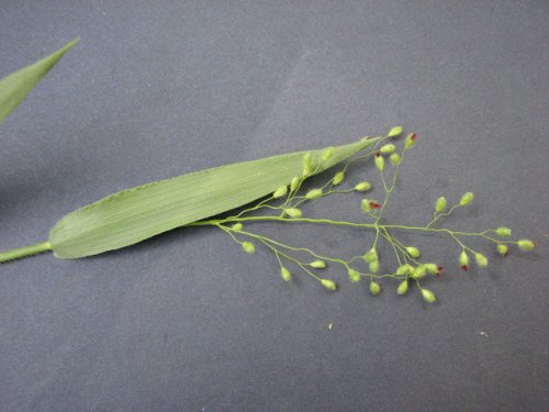 Leiberg's Panicgrass (Dichanthelium leibergii)