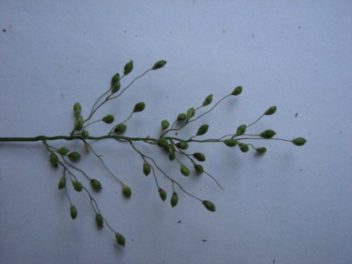 Scribners Panicgrass (Dichanthelium oligosanthes)