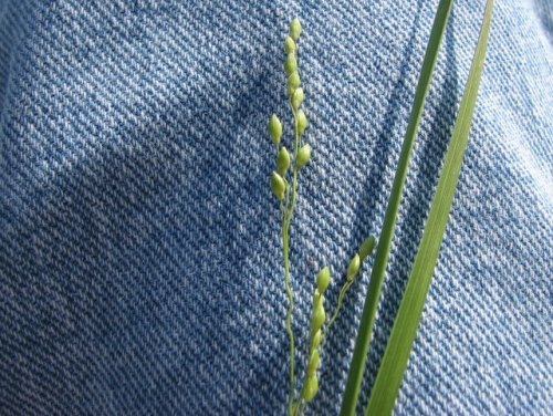 Slimleaf Panicgrass (Dichanthelium perlongum)