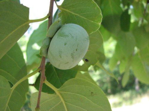 Persimmon (Diospyros virginiana)