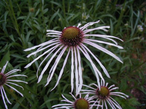 Pale Coneflower (Echinacea pallida)