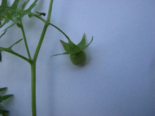 Waterpod (Ellisia nyctelea)