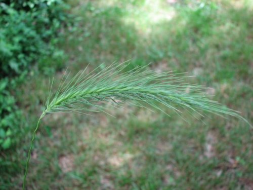 Hairy Wild Rye (Elymus villosus)
