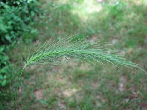 Hairy Wild Rye (Elymus villosus)