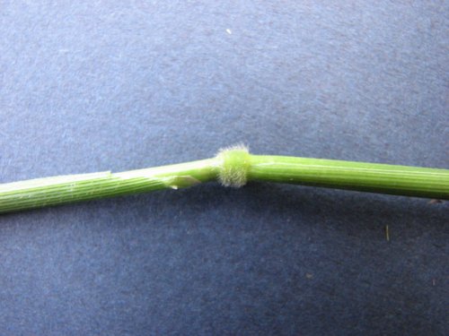 Rice Cutgrass (Leersia oryzoides)