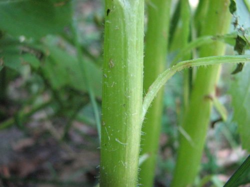 American Burnweed (Erechtites hieracifolius)