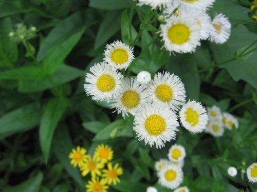 Philadelphia Fleabane (Erigeron philadelphicus)