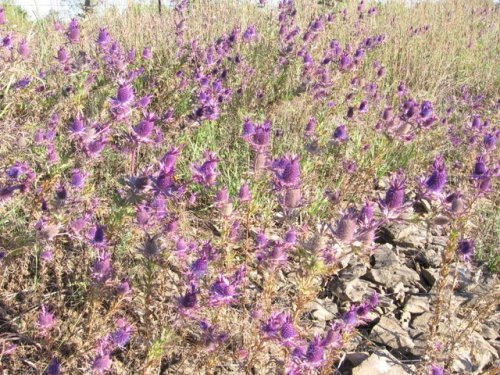 Leavenworth Eryngo (Eryngium leavenworthii)