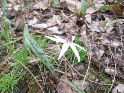 White Fawn Lily (Erythronium albidum)