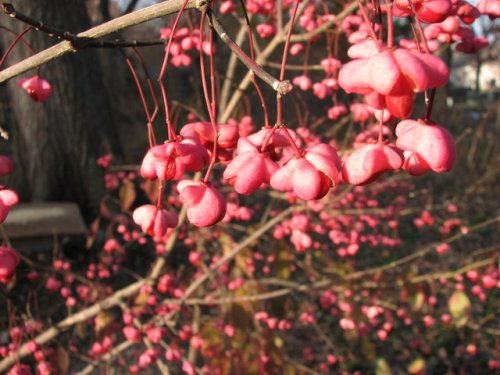 Eastern Wahoo (Euonymus atropurpureus)
