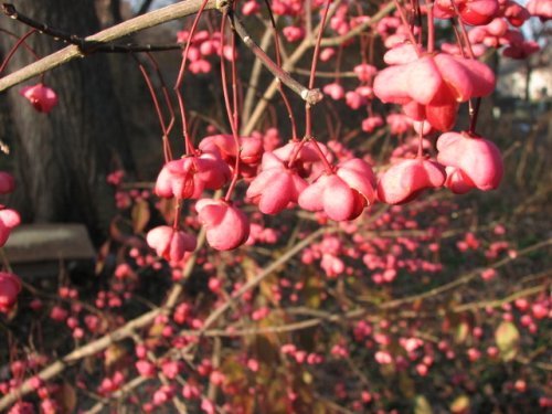 Eastern Wahoo (Euonymus atropurpureus)