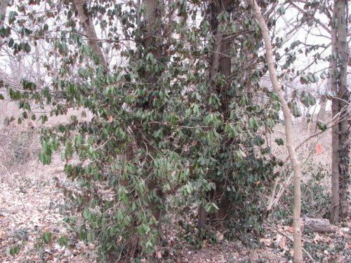 Winter Creeper (Euonymus fortunei)