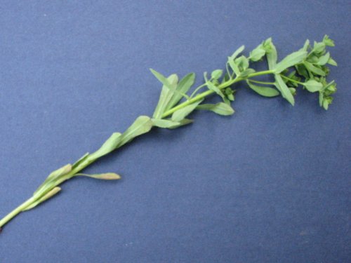 Warty Spurge (Euphorbia spathulata)