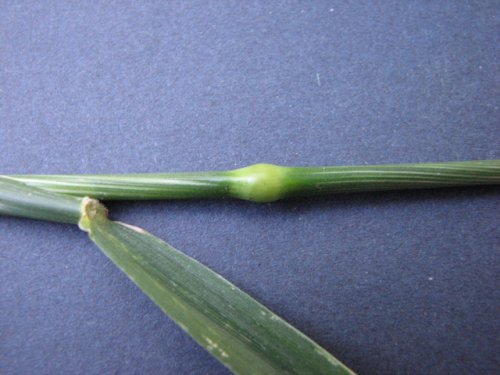 Meadow Mountain Fescue (Schedonorus pratensis)