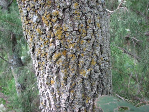 White Ash (Fraxinus americana)