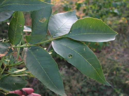 Green Ash (Fraxinus pennsylvanica)