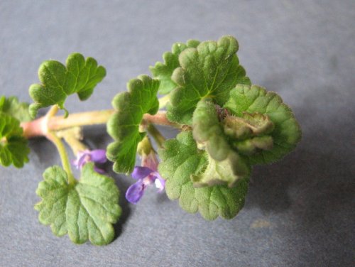 Ground Ivy (Glechoma hederacea)