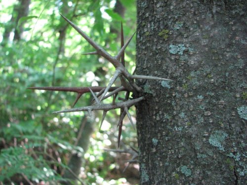 Honey Locust (Gleditsia triacanthos)