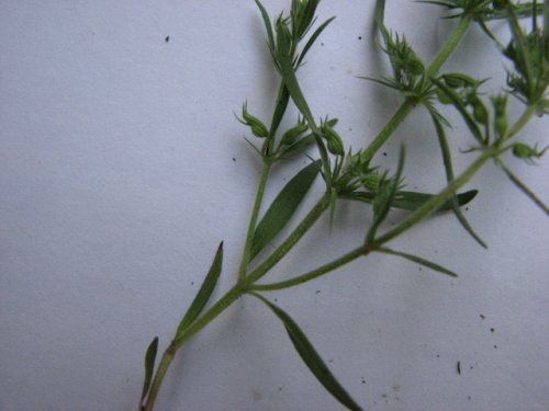 Rough False Pennyroyal (Hedeoma hispida)