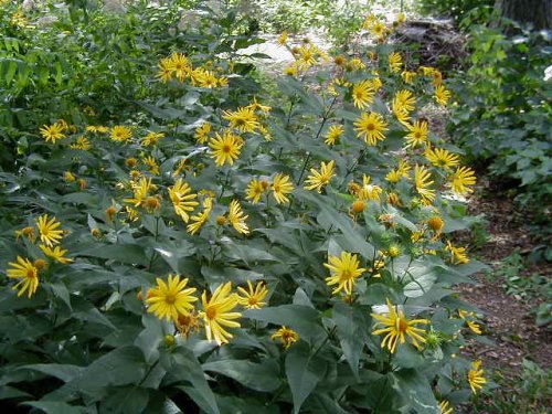 Hairy Sunflower (Helianthus hirsutus)