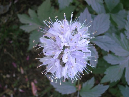 Virginia Waterleaf (Hydrophyllum virginianum)