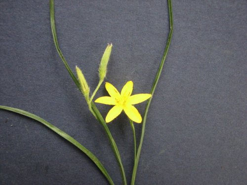 Yellow Stargrass (Hypoxis hirsuta)