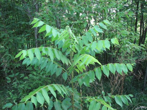 Black Walnut (Juglans nigra)