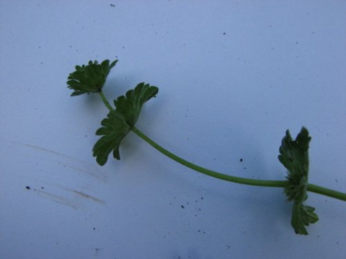 Henbit Deadnettle (Lamium amplexicaule)