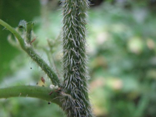 Canada Wood Nettle (Laportea canadensis)