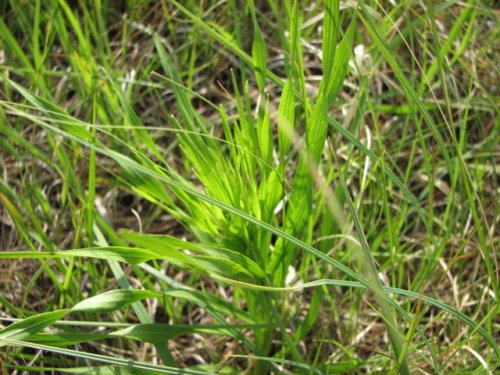 Thickspike Gayfeather (Liatris pycnostachya)