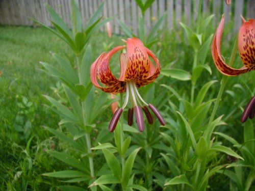 Michigan Lily (Lilium michiganense)