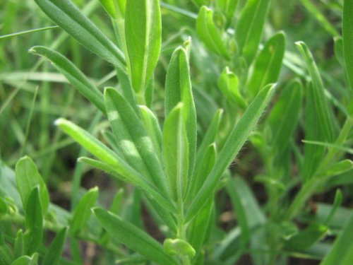 Hoary Puccoon (Lithospermum canescens)